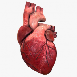 El corazón humano