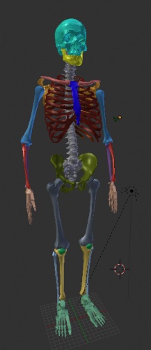 Esqueleto Humano