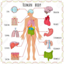 Los órganos del cuerpo humano