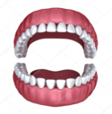 dientes humanos