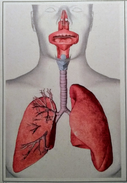 Llibre interactiu: aparell respiratori