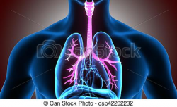DEMO Sistema respiratorio