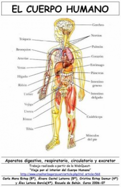 partes del cuerpo humano