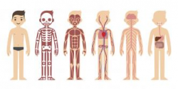 el cuerpo humano II