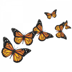 Mariposa de colores Briceyda