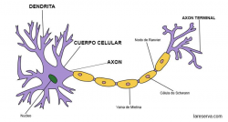 Las Neuronas