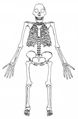 Anatomía humana