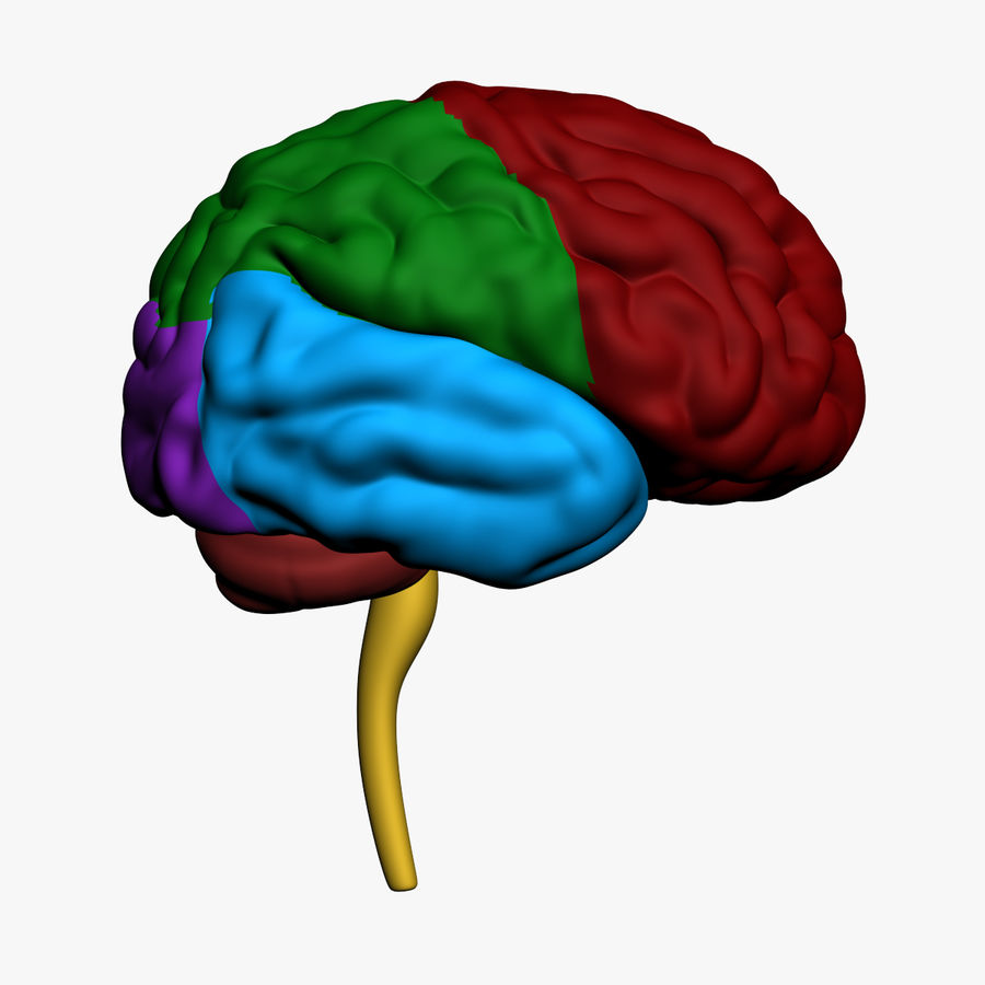 Cerebro y aprendizaje