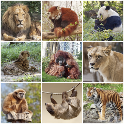Reino animal: animales vertebrados
