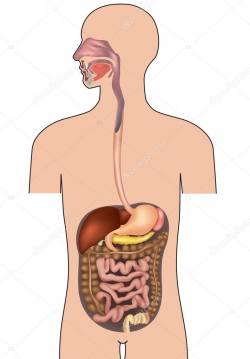 sistema gastrointestinal