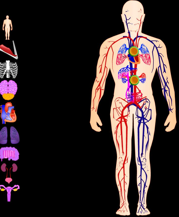 Los sistemas del cuerpo humano