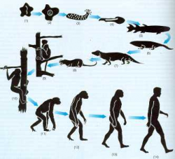 Teorias de la evolucion