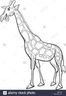 jirafa tierra