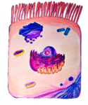 célula epitelial intestinal
