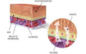 Célula epitelio pigmentario
