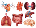 Los organos del cuerpo humano