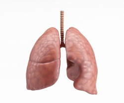 pulmones