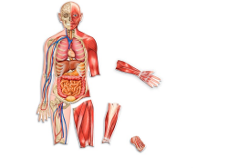 Organos del cuerpo humano