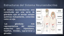 neuroendocrinologia