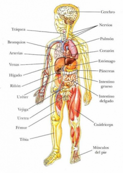 Cuerpo Humano (órganos)