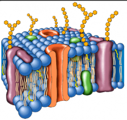 La membrana celular