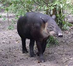 Tapir Centroamericano-Cj