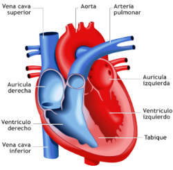 Corazón Humano Completo APCS